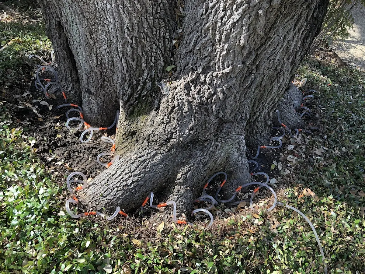 Detailed Tree Cabling and Bracing job site in Ivy