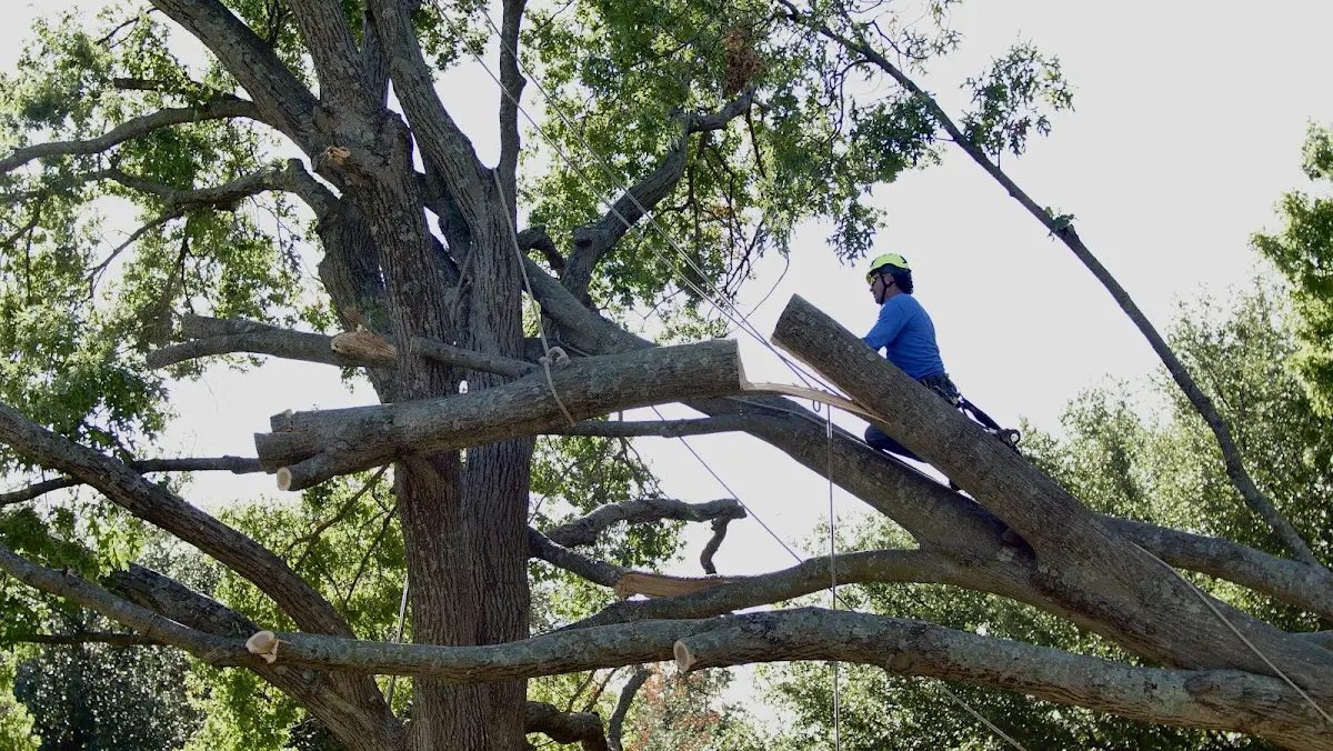 Professional Hazardous Tree Removal performed by certified arborists in Ivy